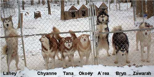 Hudsons Malamutes - Snow Dogs - click the link above to see currently available puppies