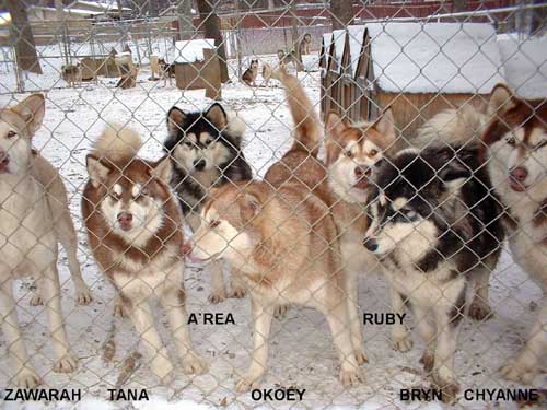 Hudsons Malamutes - Snow Dogs - click the link above to see currently available puppies